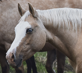 GUN GOTTA SPICE GIRL