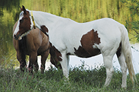 SWEET STARLIGHT ANGEL