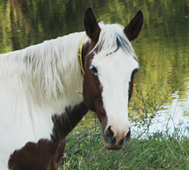 SWEET STARLIGHT ANGEL