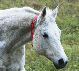 MISS SONOITA EXPRESS
