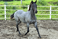 BEDEVILS FRECKLES TO