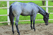 BEDEVILS FRECKLES TO