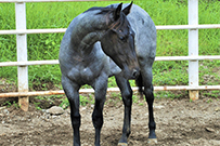 BEDEVILS FRECKLES TO